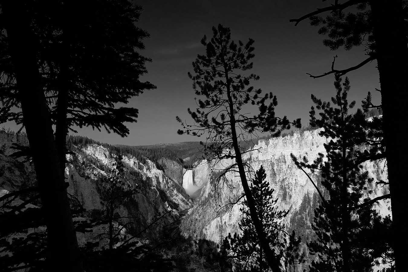 Black and white. Grand Canyon of the Yellowstone. Yellowstone falls are in the distance, with morning sun lighting the right side of the canyon. Spare pine trees provide silhouettes in front of the whole scene.